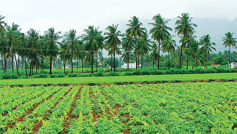 மஞ்சள்