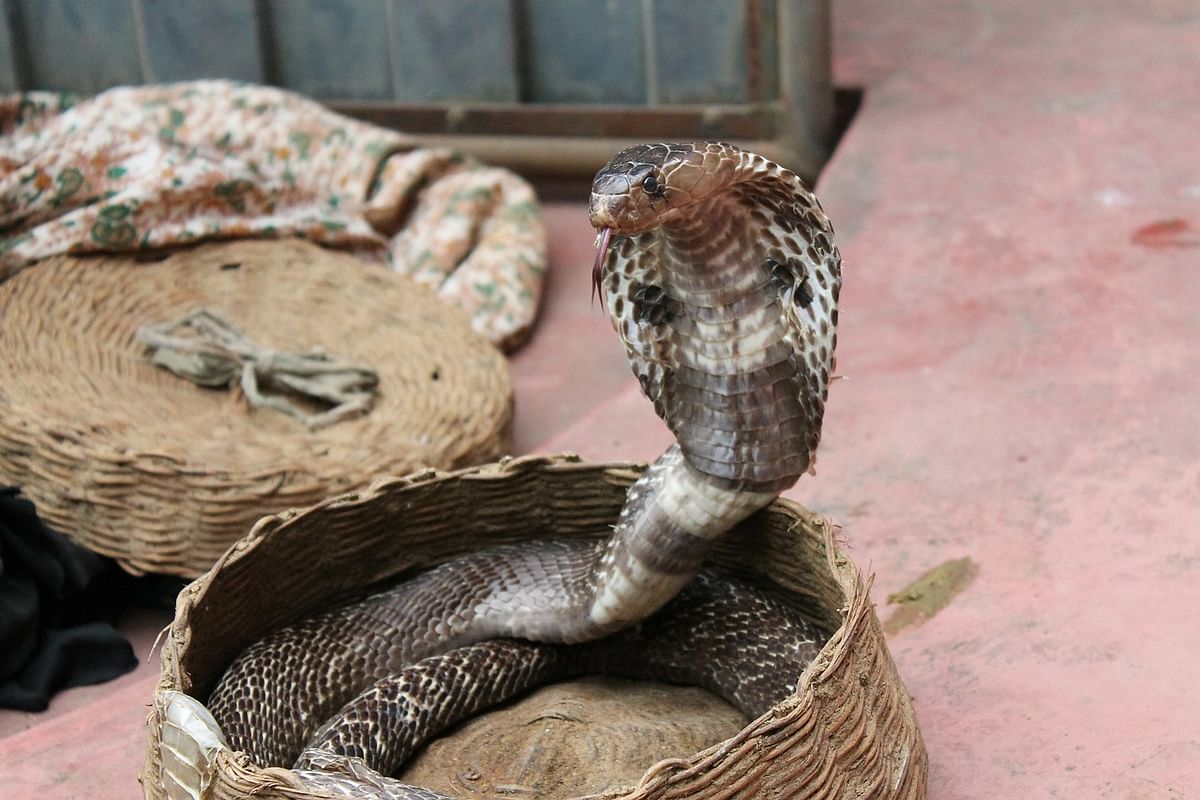 Snake (Representational Image)
