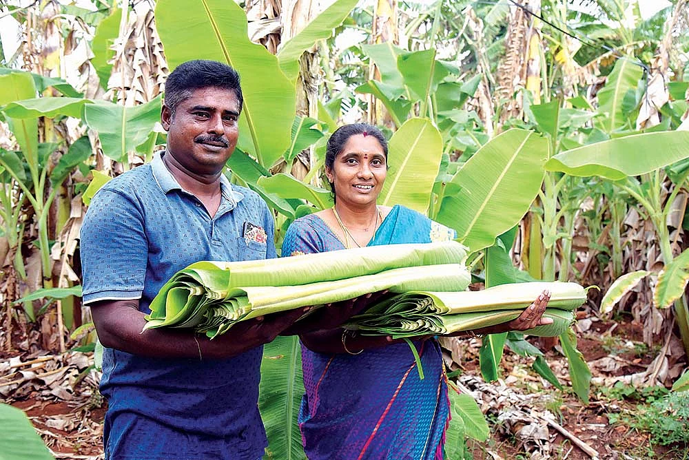 வாழவைக்கும் வாழையிலை...