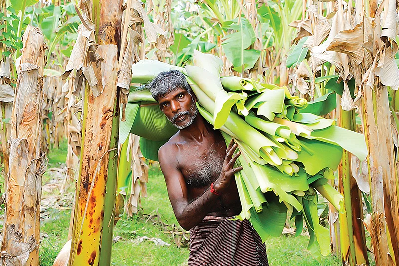 வாழை இலை அறுவடை