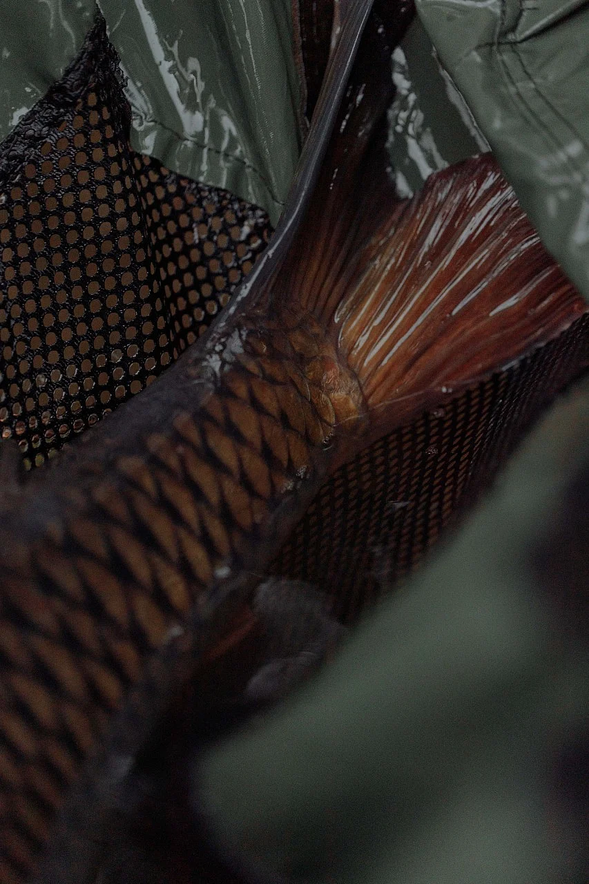 Ghol Fish (Representational Image)