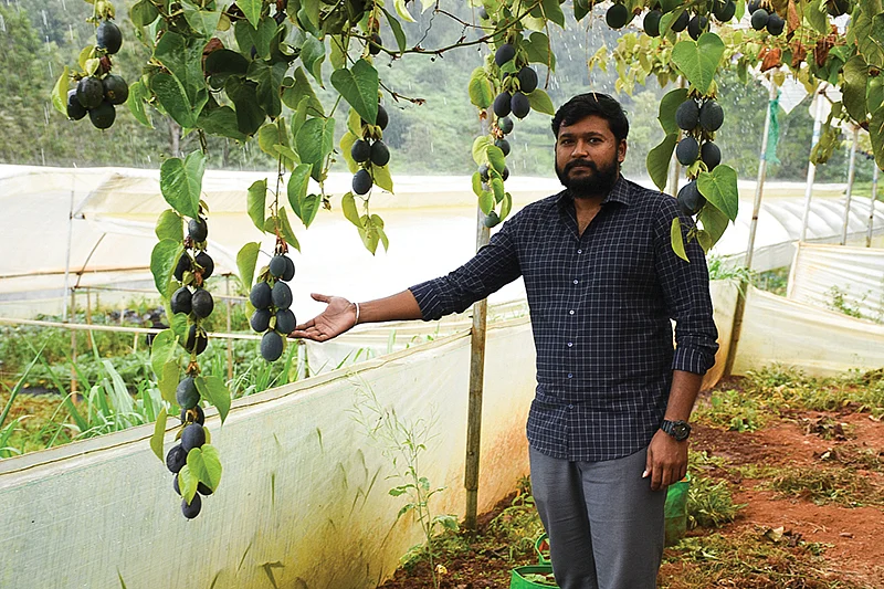 ஃபேஷன் ஃப்ரூட்