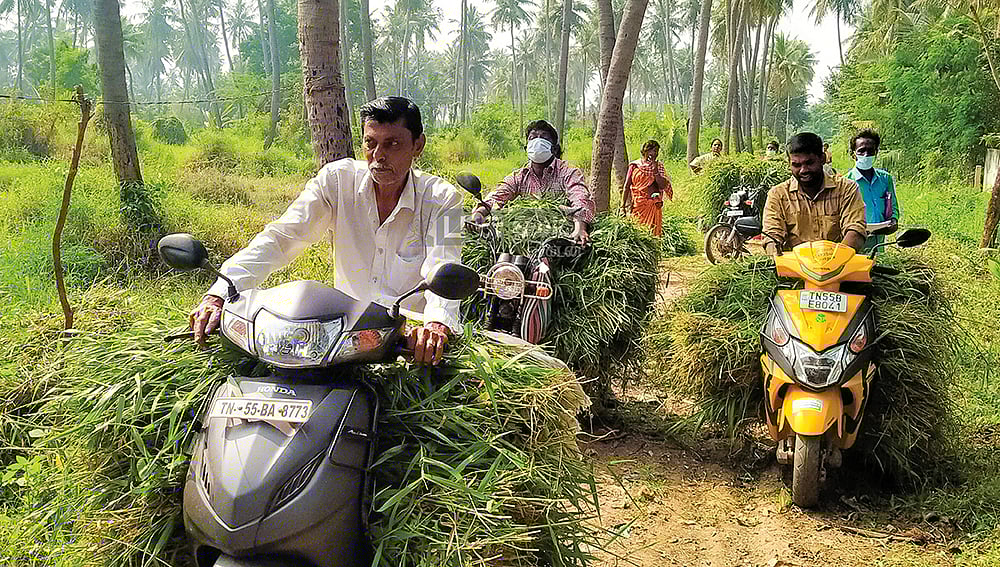 புறம்போக்கு நிலங்களில் பசுந்தீவனம் சாகுபடி; 
1 கிலோ ரூ.4-க்கு விற்பனை!