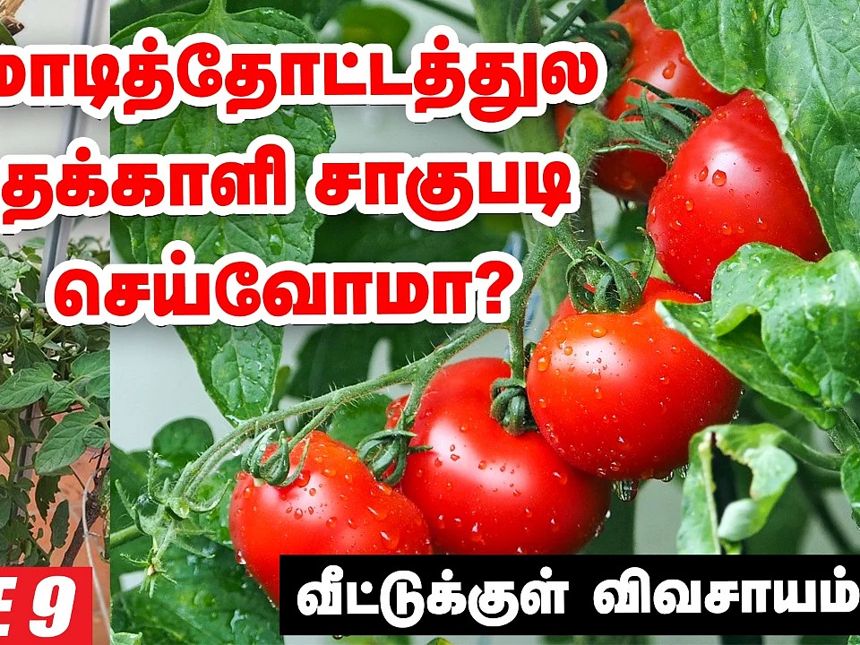 மாடித்தோட்டத்துல தக்காளி சாகுபடி செய்வோமா? | Tomato in Terrace Garden | Pasumai Vikatan