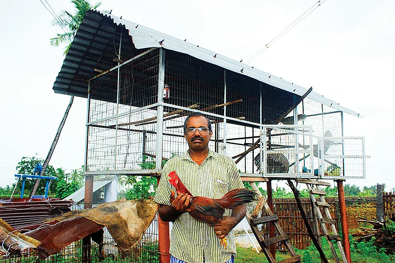 கோழி வளர்ப்பு