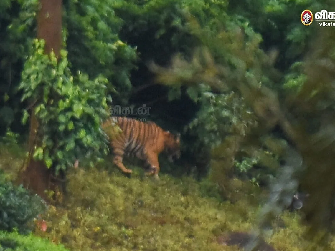 கூட்டாக களமிறங்கிய அதிகாரிகள்; கூடலூர் புலியைப் பிடிக்கும் ஏற்பாடுகள் தீவிரம்!