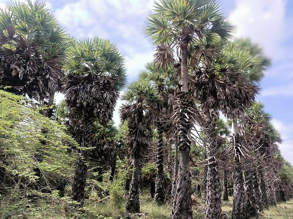 பனைமர குறுங்காடு