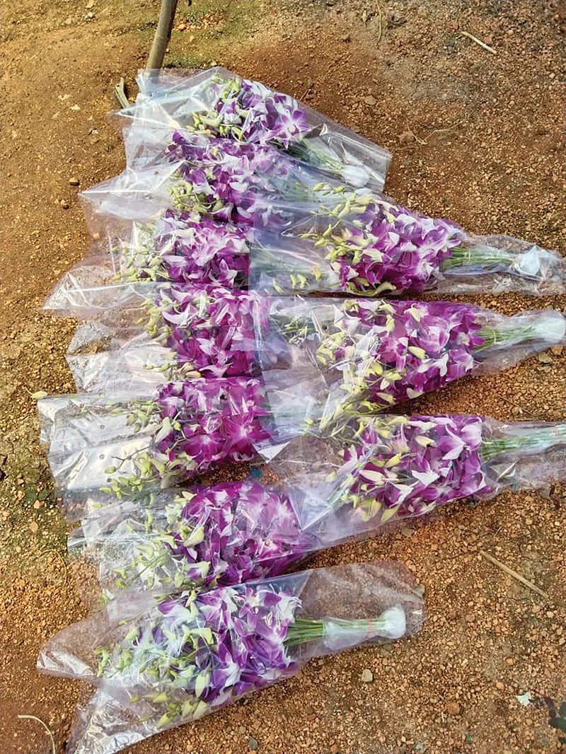 கொய்மலர்