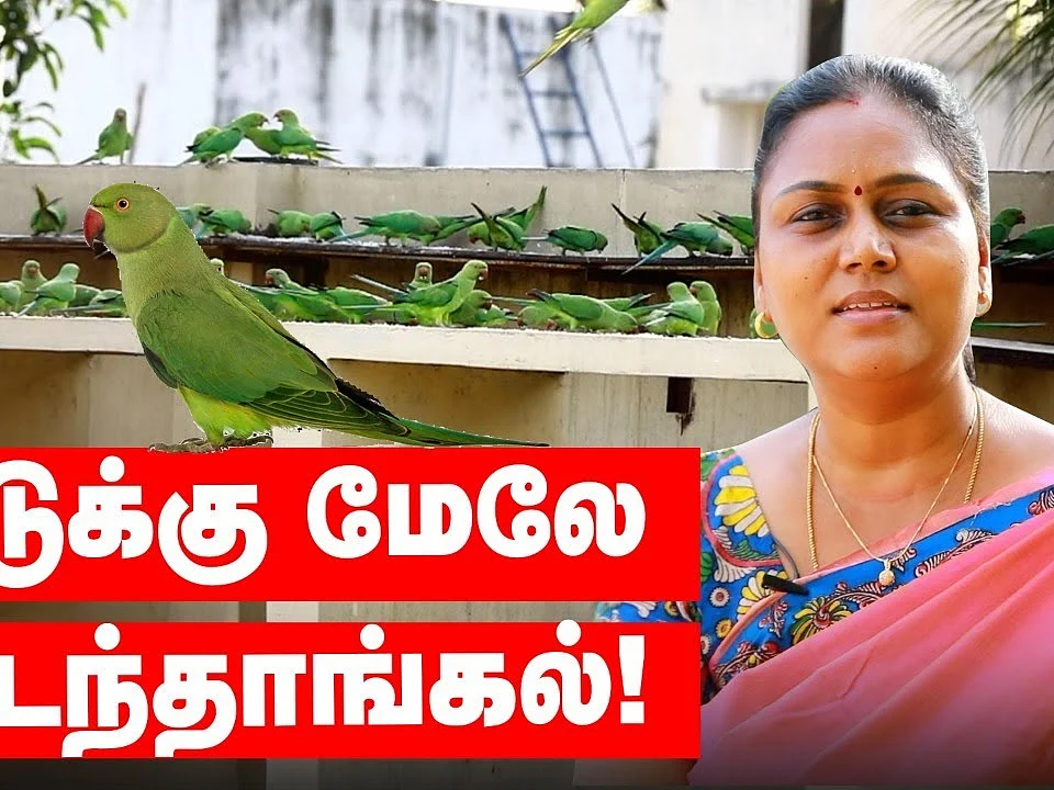 தினசரி கூடும் 500 பறவைகள்; வீட்டுக்கு மேலே வேடந்தாங்கல்!