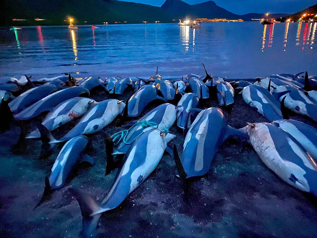 Dolphins