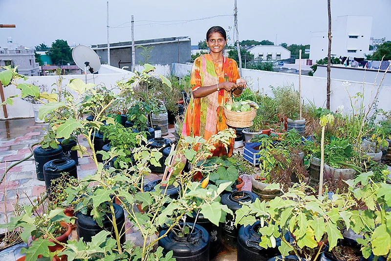 மாடித்தோட்டத்தில்