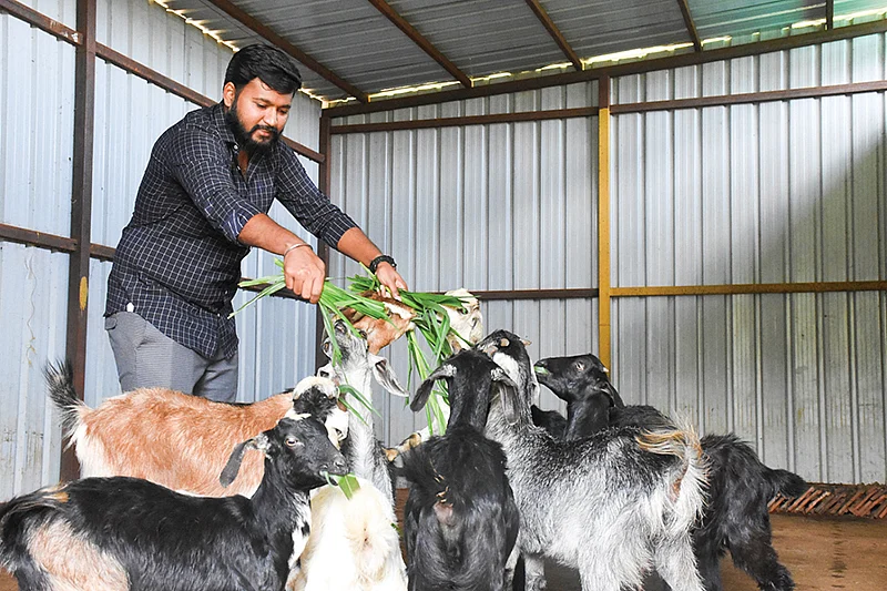 ஆடுகளுடன்