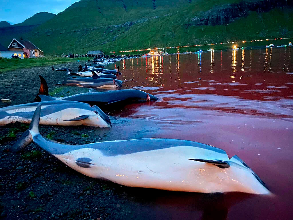 Dolphins