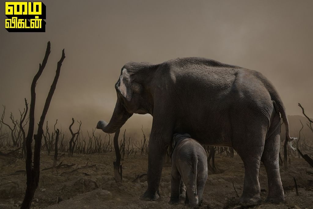 Elephant