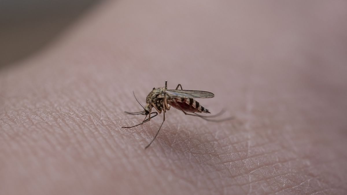 Mosquito (Representational Image)