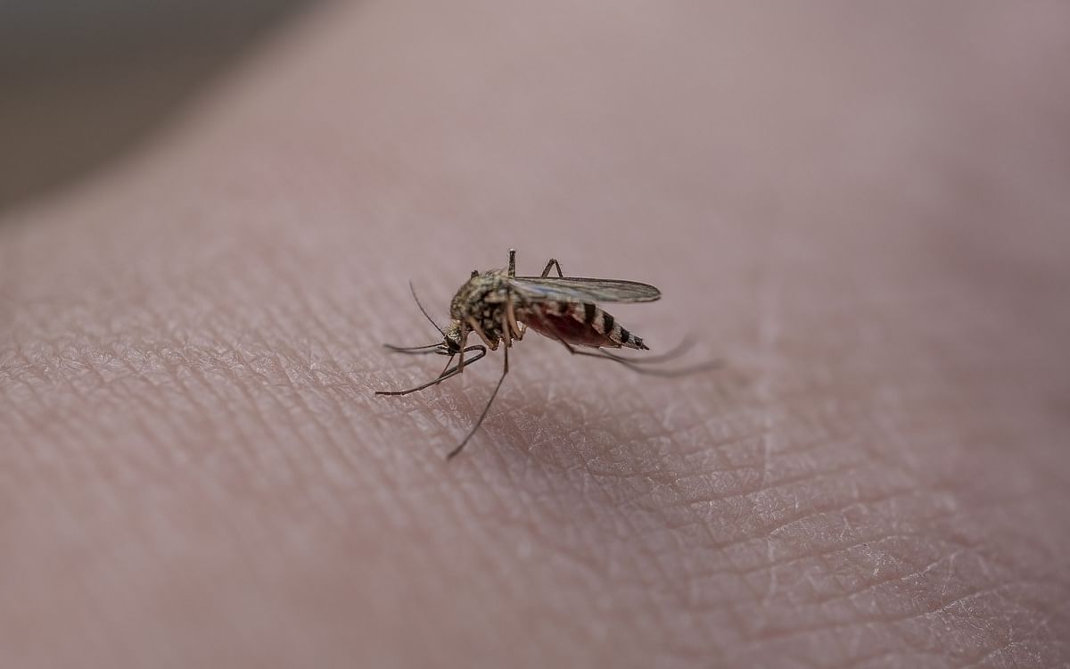 How to: வீட்டிலிருந்து கொசுக்களை விரட்டுவது எப்படி?| How to get rid of mosquitoes at home?