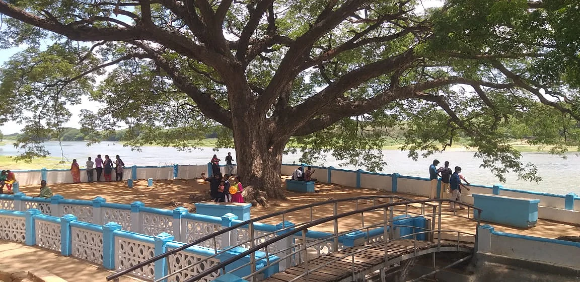 மரம்