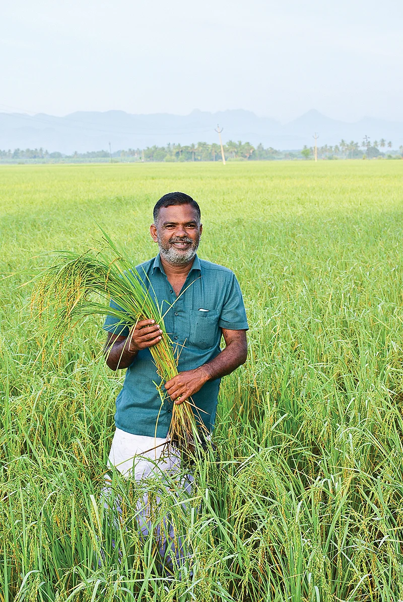 நெல் வயலில் சபா ஆறுமுகம்