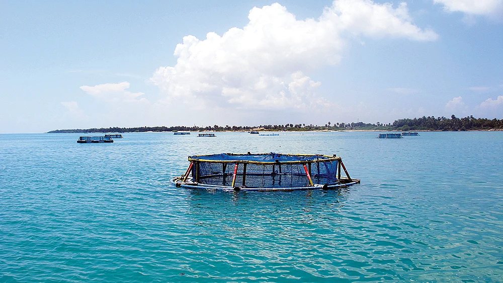 மிதவைக் கூண்டுகள்