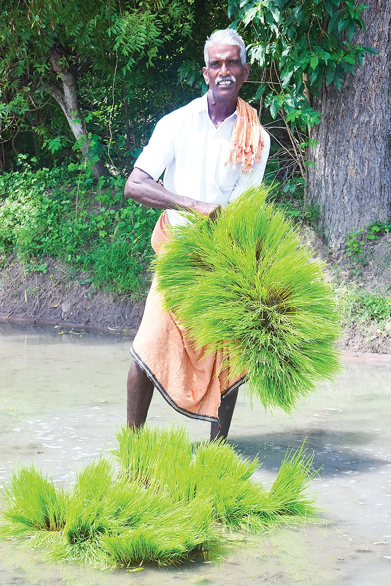 நடவுக்குத் தயாராக நாற்றுகள்