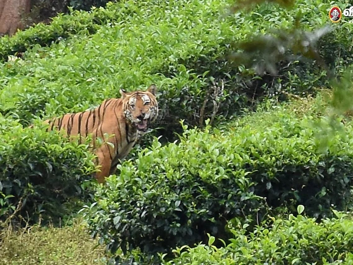 மாயமான T 23 புலி; 17-வது நாளாக தொடரும் தேடுதல் வேட்டை! என்ன நடக்கிறது முதுமலையில்?