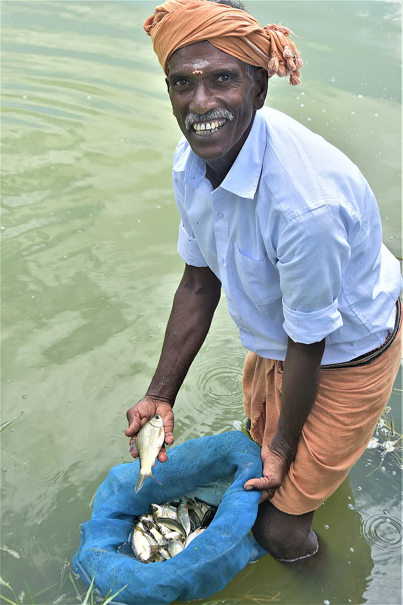 மீன் வளர்ப்பு
