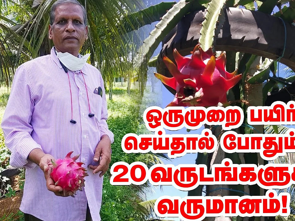 தென்னைக்கு நடுவே டிராகன் ஃப்ரூட்; 20 வருடங்களுக்கு வருமானம்; கலக்கும் வழக்கறிஞர்! | Pasumai Vikatan