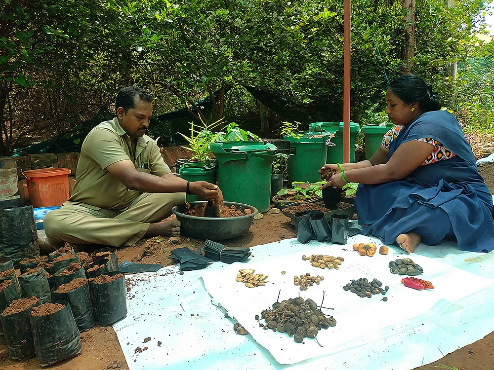 நாற்று உற்பத்தி