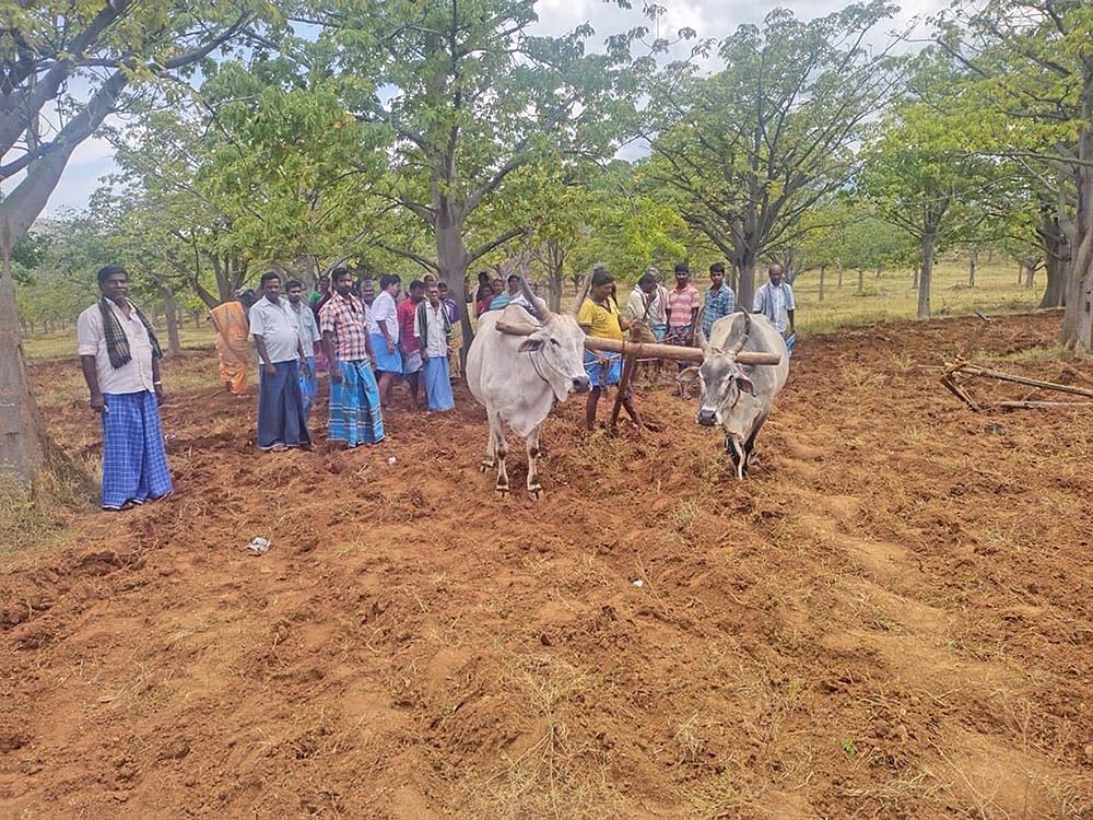 பயிரை அழிக்கிறார்கள்... வனத்தைவிட்டுத் துரத்துகிறார்கள்... கதறும் மலைகிராம மக்கள்!