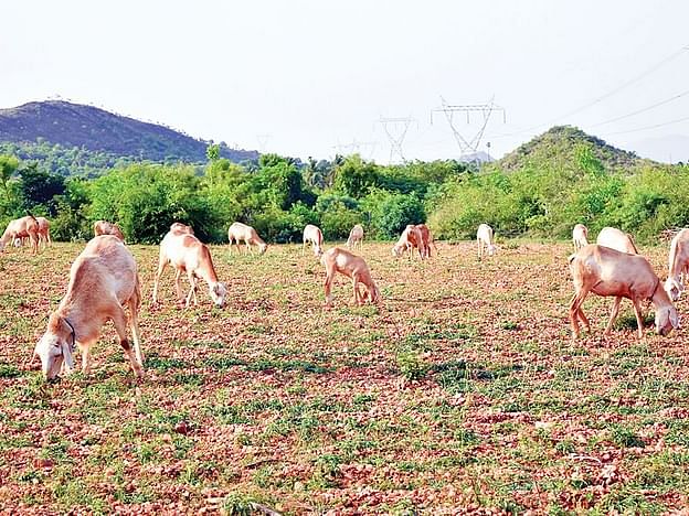 ஒன்றரை ஆண்டுகள், ₹2.5 லட்சம் வருமானம்; `செம்மறியாடுகளின் ராஜா' மேச்சேரி பற்றி தெரியுமா?