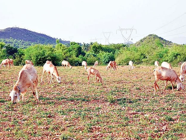 ஒன்றரை ஆண்டுகள், ₹2.5 லட்சம் வருமானம்; `செம்மறியாடுகளின் ராஜா' மேச்சேரி பற்றி தெரியுமா?