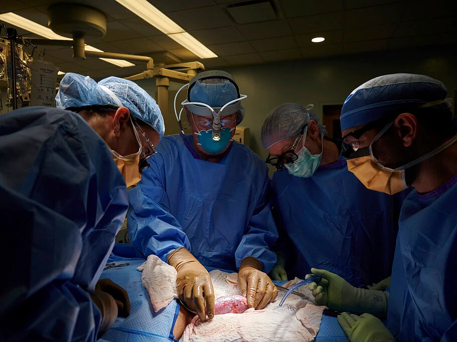 pig kidney attached to the body of a deceased recipient