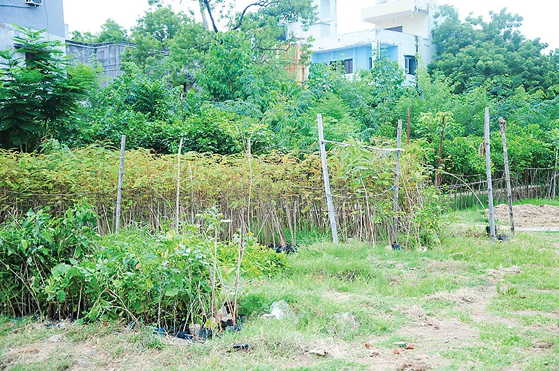 மரக்கன்றுகள்