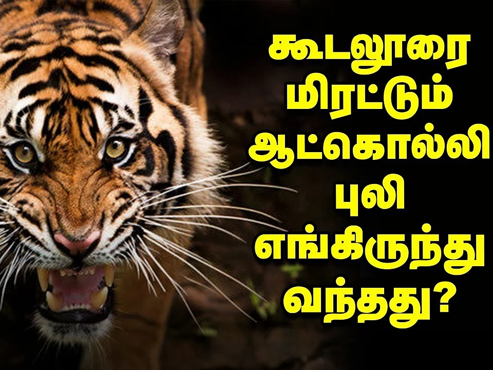 15 கால்நடைகள், 2 மனிதர்களைக் காவு வாங்கிய Man-eater T23 புலி உருவானது எப்படி?