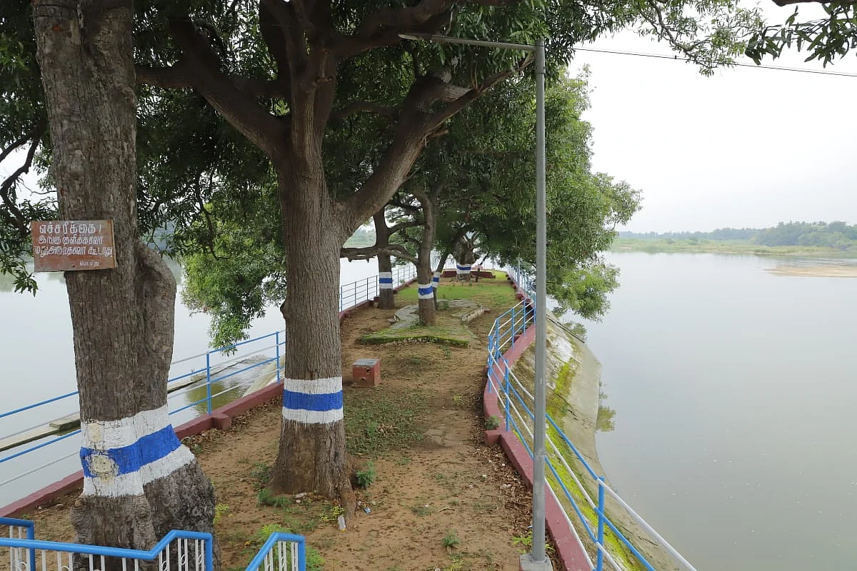 அணையின் நடுவில் மரங்கள்