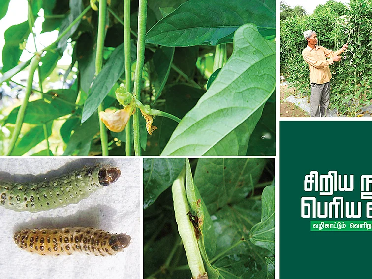 என்.பி.வி வைரஸ்
பயறுவகைப் பயிர்களின் பாதுகாவலன்!