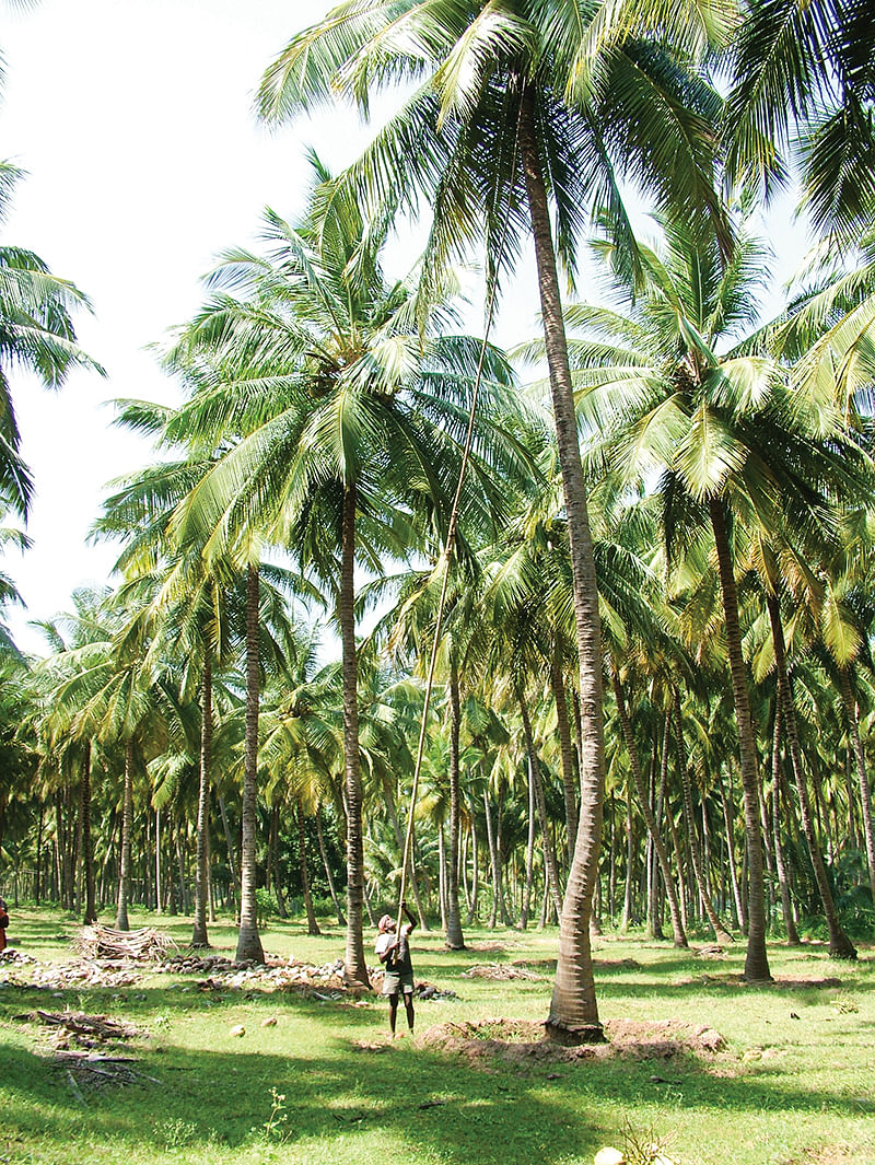 தென்னை