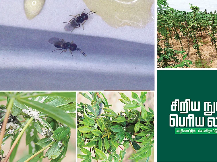 மாவுப்பூச்சிக்கு எதிரி
உலக விவசாயிகளுக்கு நண்பன்!