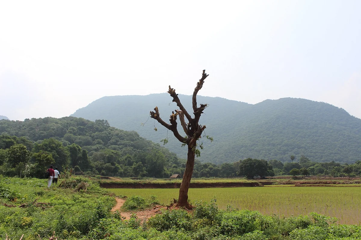கோரையாறு அருவி
