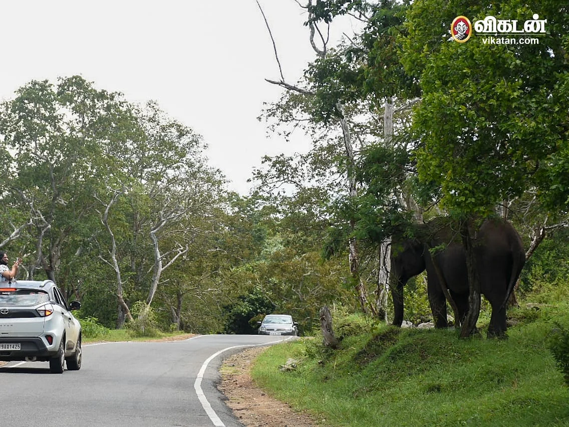 அத்துமீறும் சுற்றுலாப் பயணிகள்; ஆக்ரோஷத்தில் காட்டு யானைகள்; விழிக்குமா முதுமலை நிர்வாகம்?