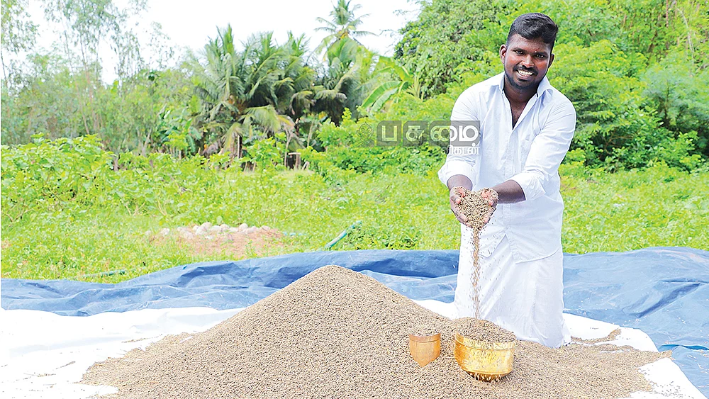 கருங்குறுவை நெல்