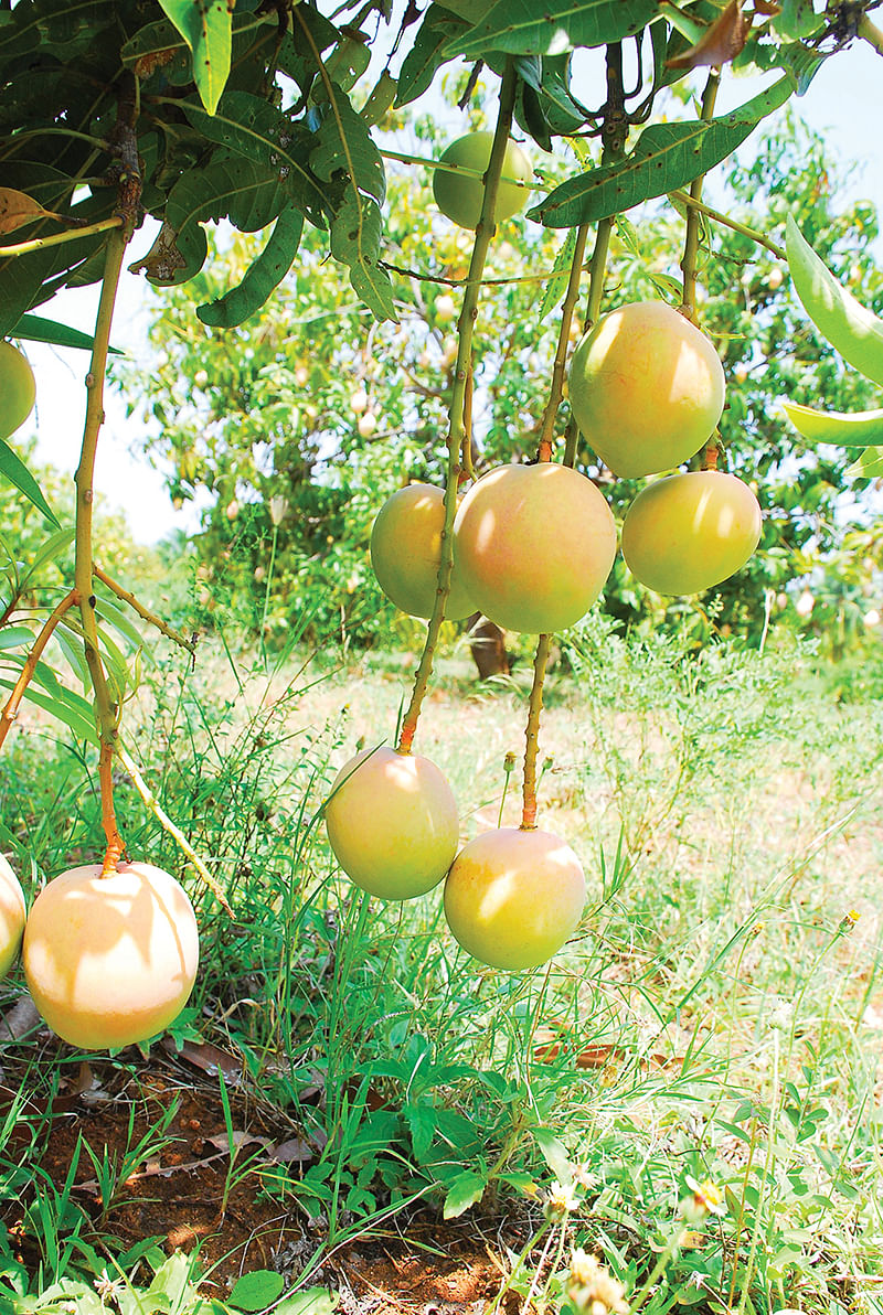 ருமானி