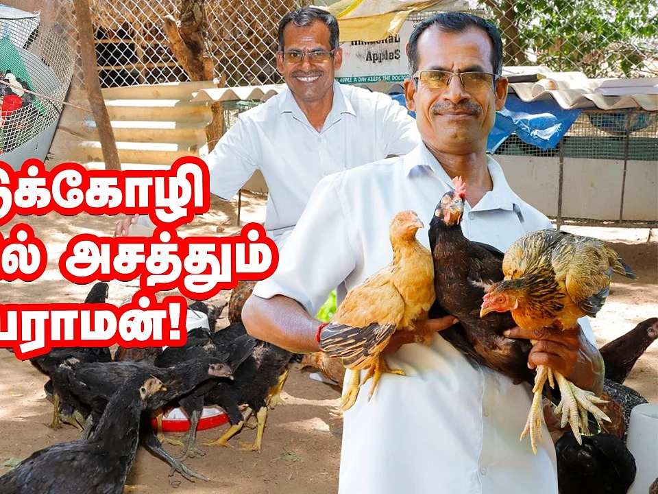 50 தாய்க்கோழி, 5 சேவல்; நாட்டுக்கோழி வளர்ப்பில் கெத்து காட்டும் ஜெயராமன்! | Pasumai Vikatan