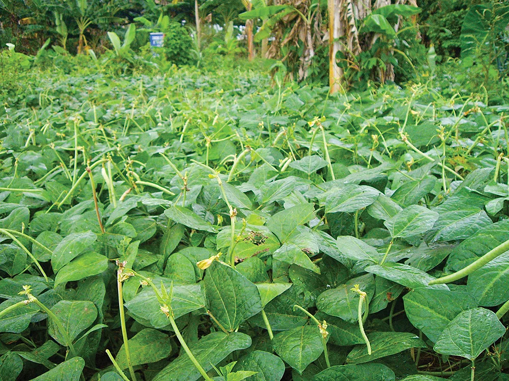 ஆப்பிரிக்காவின் தட்டைப்பயறு வயல்கள்