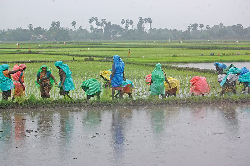 வடகிழக்குப் பருவமழை: எந்தெந்த மாவட்டங்களில் எவ்வளவு மழை பெய்யும்; வேளாண் பல்கலைக்கழகம் அறிவிப்பு!