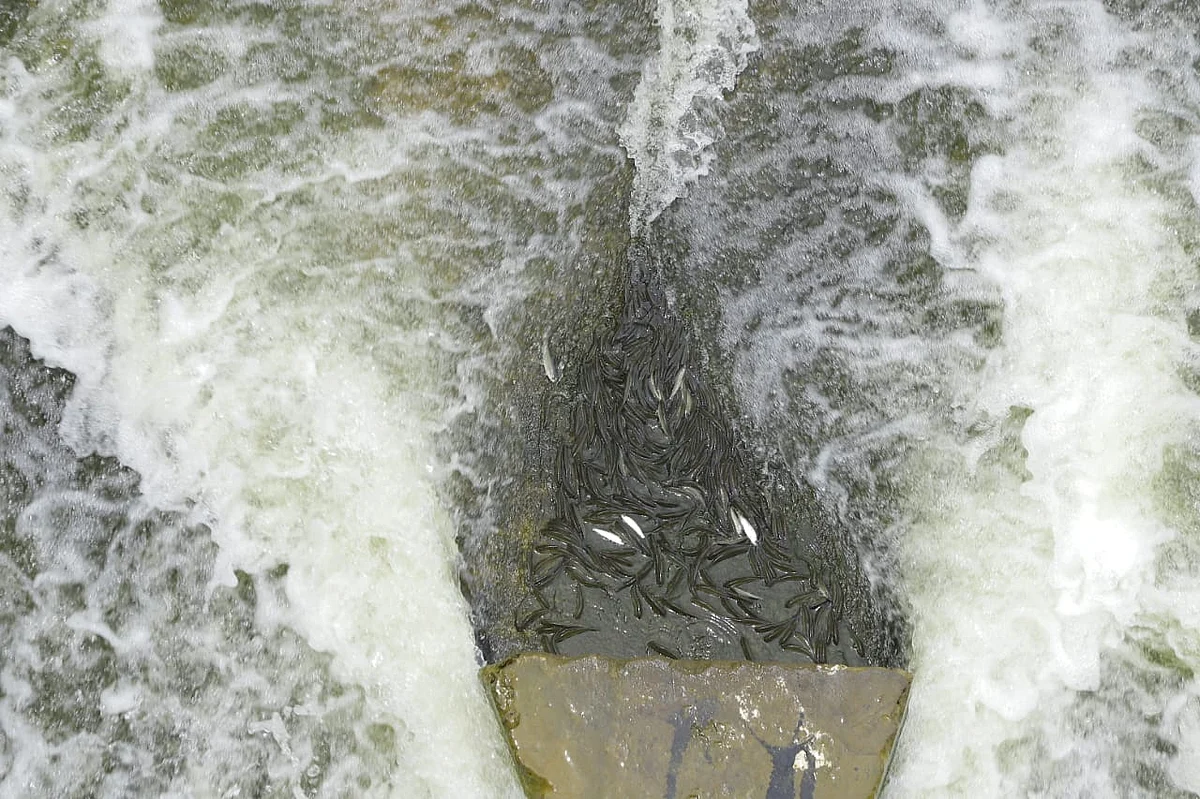ஓய்வெடுக்கும் மீன்கள்