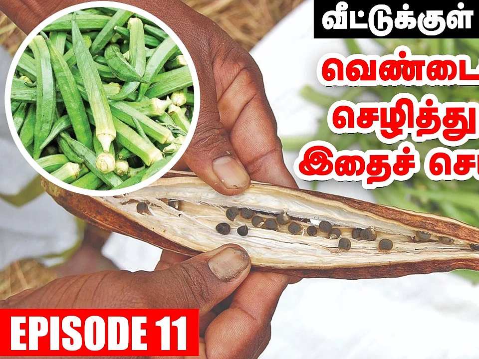 மாடித்தோட்டத்தில் வெண்டைக்காய் வளர்க்க இதைச் செய்யுங்க! - 11 | Pasumai Vikatan
