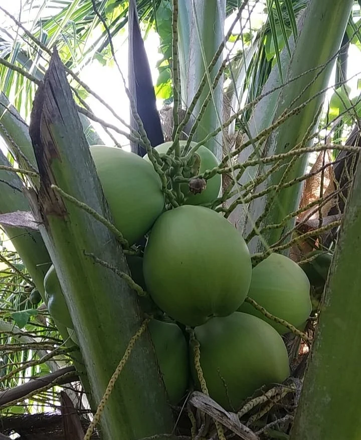 இளநீர்