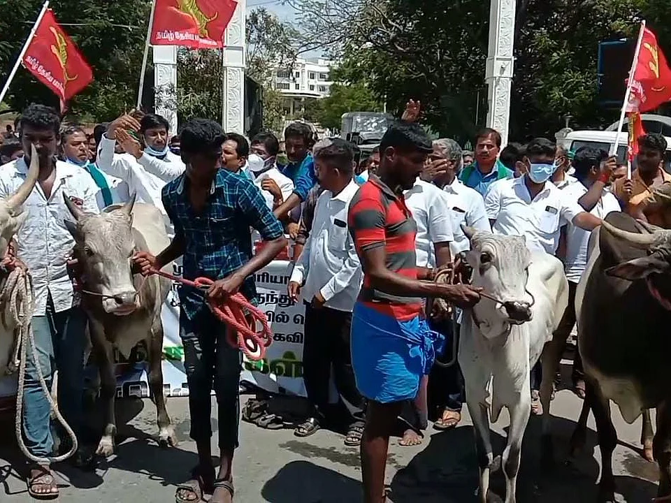 மாடுகளுடன் விவசாயிகள்