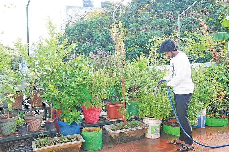 மாடித்தோட்டத்தில் சாண்டி